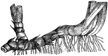 Forme typique de rhizome : Iris pseudacorus.