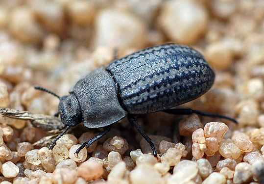 Gândacul pământiu (Opatrum sabulosum)