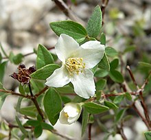 Flower with four white petals around many pale yellow stamens