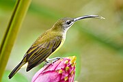 spiderhunter with greenish-brown upperparts, yellowish underparts, and a whitish throat