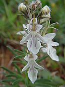 Teucrium fruticans (olivilla)