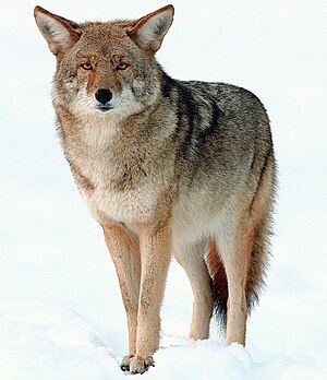 Kojoot, Yosemite-Natsionaalpark LC - least concern (ei trüüwet)