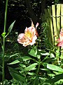 More or less resupinate leaves of Alstroemeria