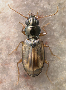 Bembidion ephippium.jpg