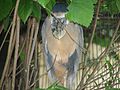 Boat-billed heron