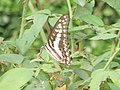 Common jay