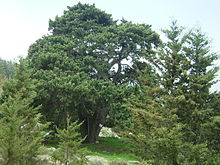 Cupressus sempervirens