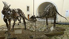 Skeletal casts of Amargasaurus and Carnotaurus