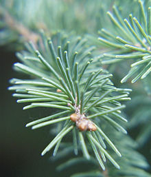 Hvítgreni Picea glauca