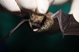 Myotis leibii