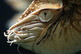 Nautilus pompilius.