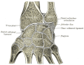 Ossos del canell, placa de Anatomy of the Human Body , 1918.