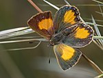 Bright Copper butterfly