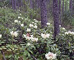 Rhododendrons dans la taïga.