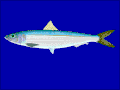 Miniatura para Sardinella