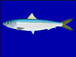 Sardinella aurita