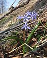 Scilla bifolia