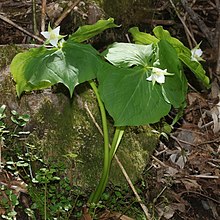 Trillium tschonoskii s2.jpg