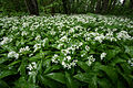 Allium ursinum