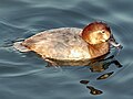 Pochard Aythya ferina