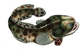 Batrachoides surinamensis