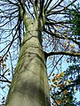 Image 43Northern beech (Fagus sylvatica) trunk in autumn (from Tree)