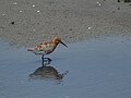 Calidris ferruginea