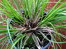 Carex meyenii (5187370701).jpg