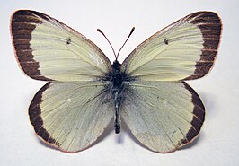 Colias marcopolo