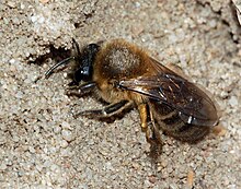 Colletes cunicularius fg01.JPG