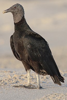 A C. a. brasiliensis alfaj felnőtt példánya Panama egyik tengerpartján