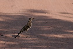 Rastaskiuru (Pinarocorys nigricans)