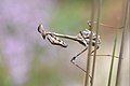 Empusidae (Empusa pennata)