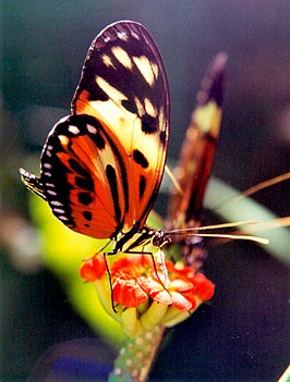 Heliconius numata