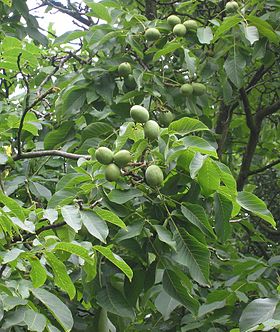 Juglans regia.