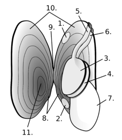 Freshwater pearl mussel anatomy（ホンカワシンジュガイ解剖図）