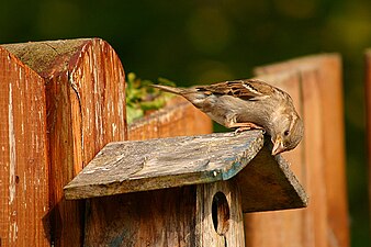 Een huismus op een vogelhuisje