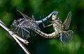 Image 3Sexual reproduction is nearly universal in animals, such as these dragonflies. (from Animal)