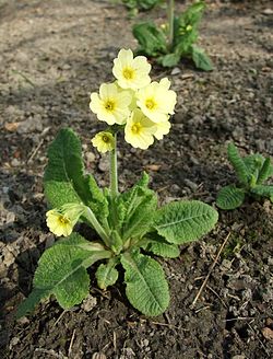 Primula denticulata