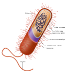 Строение бактериальной клетки 7 января 2019