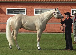 Quarter Horse de halter, vu de profil.