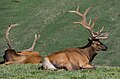 Image 31The Rocky Mountain elk is the Utah state mammal. (from Utah)