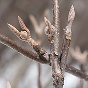 冬芽（花芽）