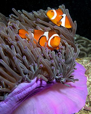 کلون مایی(Amphiprion percula)