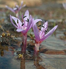 <center>Colchicum figlalii</center>