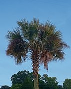 Sabal palmetto, de la tribu des Sabaleae.