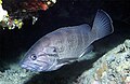 Epinephelus caninus