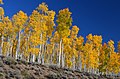 Image 37Pando, considered one of the heaviest and oldest organisms on Earth. (from Utah)