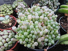 Fenestraria rhopalophylla