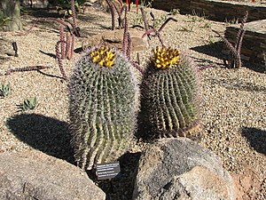 Cactus